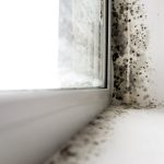 How to effectively recognise and treat mould in your home or business