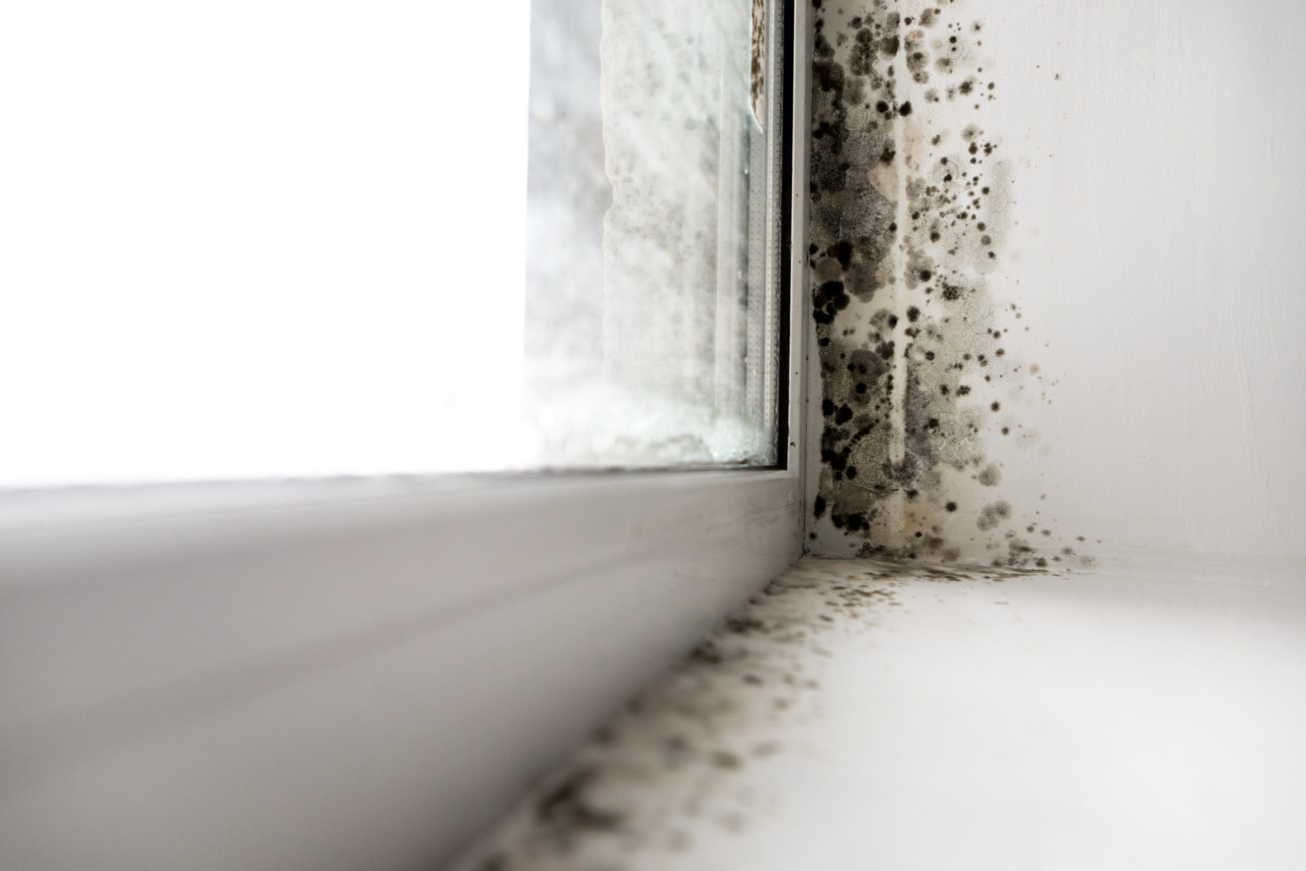 How to effectively recognise and treat mould in your home or business